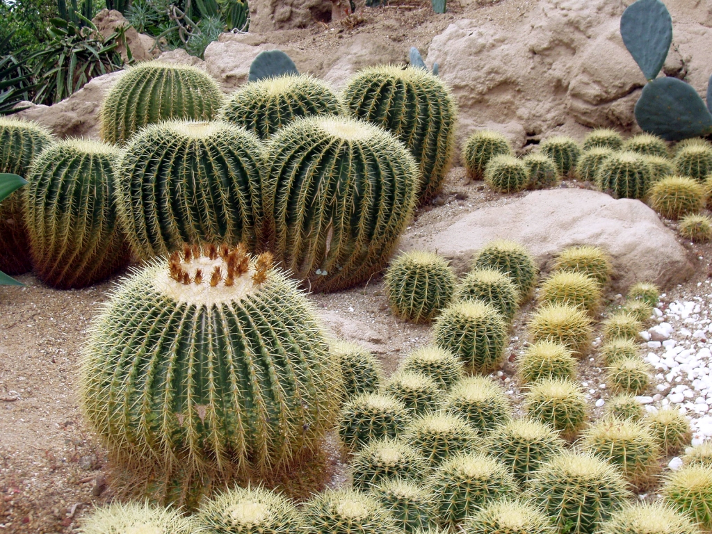 В одном из залов ботанического сада Ёмиджи на