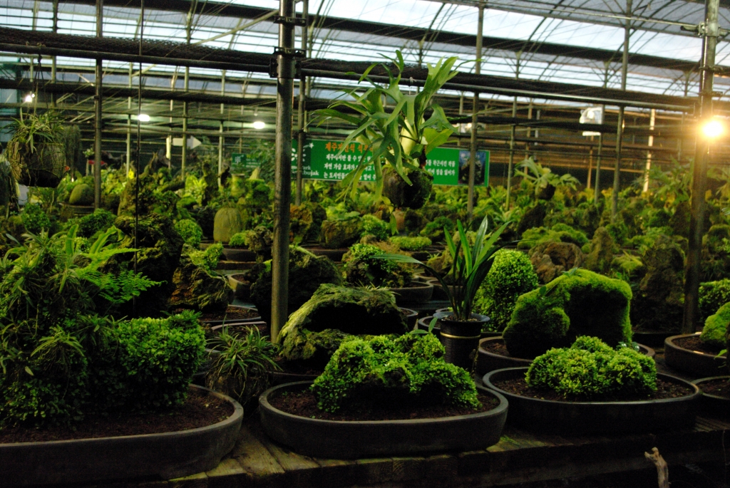 В оранжереях сада-музея Сокпучак.